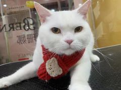 -车接车送·寄养洗护·德文猫舍(大宁店)