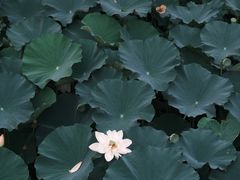 -河泥荡文化公园