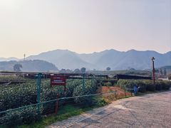 -龙坞茶村