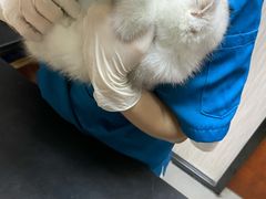 -安安宠医宠物医院·异宠·犬猫内科(岳阳分院)
