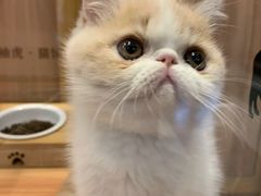 -袖虎·猫馆(体育西路店)