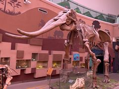 -陕西自然博物馆