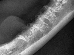 -惠康宠物医院(华能路店)