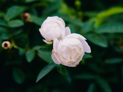 -香蜜公园