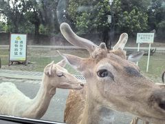 -常州淹城野生动物世界