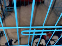 -翊宠yipet猫狗购宠庄园犬舍•猫舍