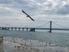 -星海湾跨海大桥