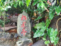 -瑞丽独树成林风景区