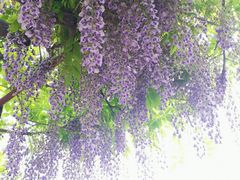 -嘉定紫藤园