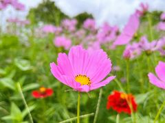 -春花秋色城市公园