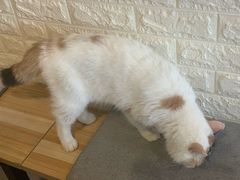 -平行世界·猫咖(首经贸店)