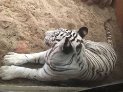 -清迈夜间动物园