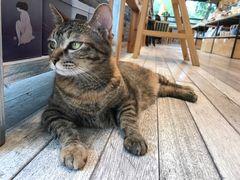 猫咪-猫的天空之城概念书店(杭州南宋御街店)