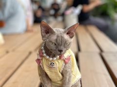 -SAANCI山池咖啡(海上世界文化艺术中心店)