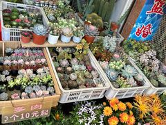 -溪岸路花鸟市场