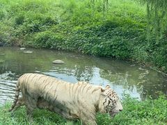 -上海野生动物园
