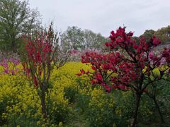 -南汇桃花村