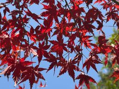 -湖畔居茶楼(湖滨店)