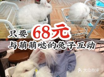 只要68元与萌萌哒的兔子互动