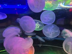 -太平洋海底世界