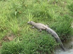 -中国扬子鳄村