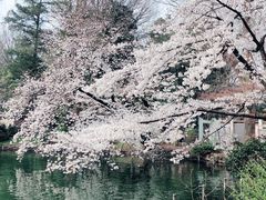 -井之头恩赐公园
