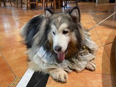 -more than meow吴止猫主题餐厅(承德 中船汇店)