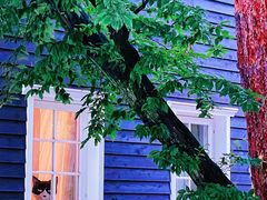 -三鹰之森吉卜力美术馆