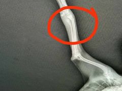 -宏光宠物医院(解放东路店)