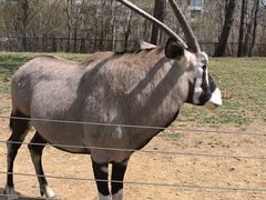 -大连森林动物园