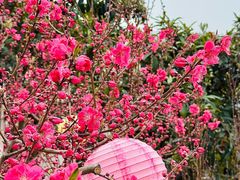 -桃源山庄·水蜜桃采摘·柴火鸡·烧烤团建(龙泉山店)