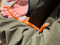 -酷以爬仙阁实体爬宠店·守宫·蜥蜴·专业繁育