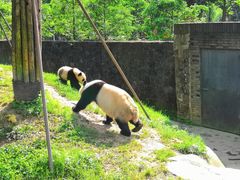 -都江堰中华大熊猫苑