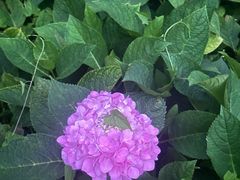 -贵州省植物园