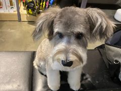 -PETKIT 小佩宠物·低压洗护·美容·寄养(安远店)