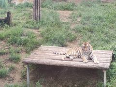 -大连森林动物园