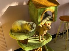 -70cat德文卷毛猫·缅因猫纯种猫舍