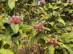 -中国科学院西双版纳热带植物园