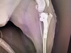 -爱侣宠医·鹦鹉专科·小型哺乳类·异宠专科(灵石路店)