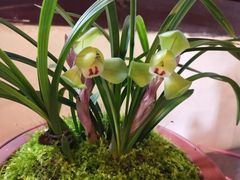 -金陵花卉交易市场