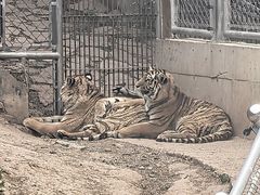 -石家庄市动物园
