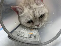 -美联众合动物医院(·中兽医·疑难杂症·严家桥分院)