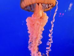 -太平洋海底世界