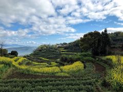 -桑洲油菜花景区