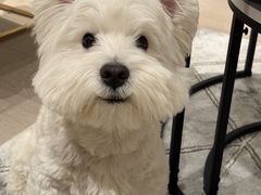 -严国平动物医院(德政总院)