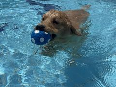 -趣玩宠物乐园寄养训犬训狗游泳池