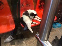 -猫咪博物馆(顶澳仔猫街店)