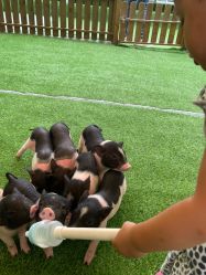 -萌宠亲子动物乐园(槐房万达店)