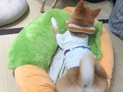 -逗柴咖啡屋·狗咖猫咖宠物桌游