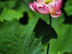 -陈家山荷花公园